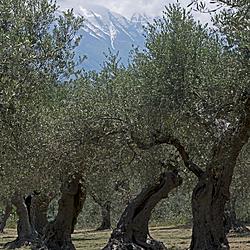 Uliveto secolare in Abruzzo nelle Terre Pescaresi 