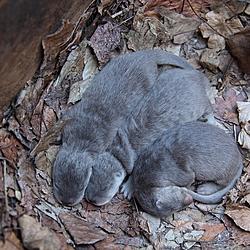 cuccioli di lontra in Abruzzo nelle Terre Pescaresi 