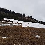 Esperienze ed emozioni Union Hotels Canazei - Caprioli vicini all' hotel caminetto a Canazei val di fassa