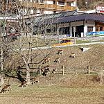 Esperienze ed emozioni Union Hotels Canazei - Caprioli vicini all' hotel caminetto a Canazei val di fassa