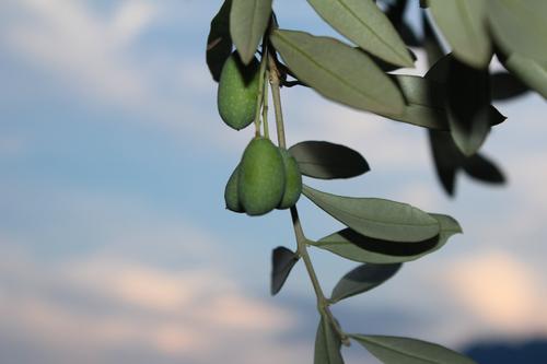 The meaning of the defense of the olive fruit fly.