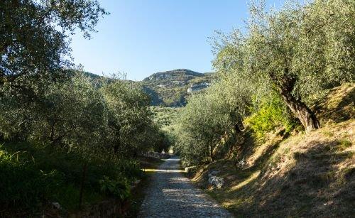 A promising olive growing year.