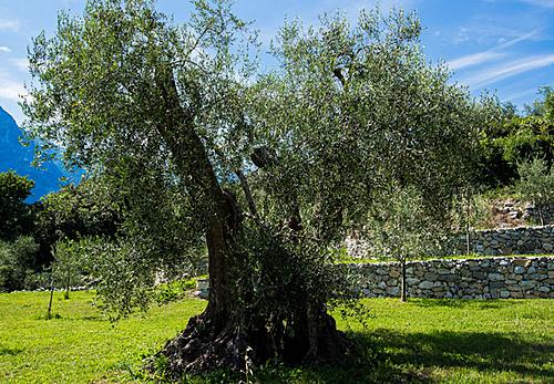  La Comunità Alto Garda e Ledro organizza l'incontro: qualità della produzione olivicola dell'Alto Garda