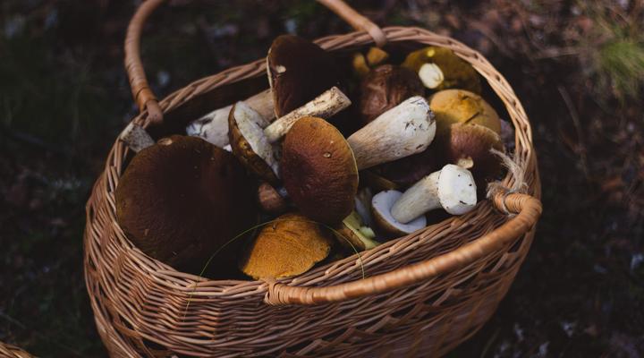 Go  mushroom picking  and go fishing